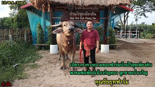 🐃บ่าวโจ🐃 // ⭐เปิดราคาควายงามของฟาร์มบ้านไร่สุขเพียงดิน พาชมพ่อพันธ์เจ้าเจริญทอง ลูกชายเก้าเจริญ⭐