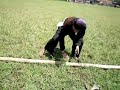 Bambu gila Perisai Hitam