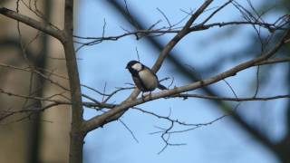 [4K] 野鳥：シジュウカラ／Ｓ公園の木の枝で