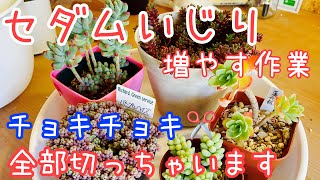 [多肉植物]セダムまとめて増やす作業！切って切って挿しまくる！