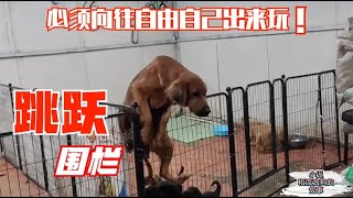 20200901 — Dog Rescue同样是狗妈妈，满月了金毛妈总躲着孩子，田园犬却跟孩子寸步不离