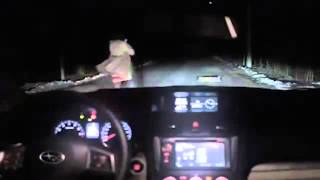 Women hits dog with her car