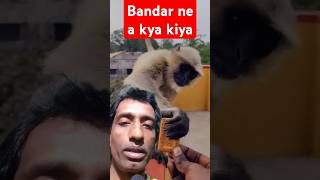 monkey ne a kya kar diya! 🤣🤣🤣 #shorts #greenscreen #monkey #funny #reaction #shortsfeed #viralvideo