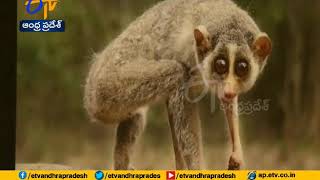 Seshachalam Forest | TTD Focus on Animals Safety and security