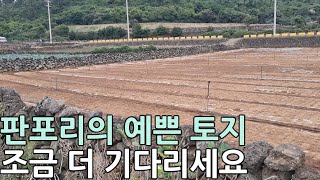 [제주도 부동산 경매분석] 땅 좋고 바다 좋은 판포리에 있는 정방형 토지. 하지만 아직 비쌉니다. (2024타경2243)