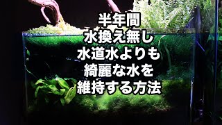 【アクアリウム】半年間水換え無し！！ 水槽を維持する方法