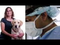 lake country veterinary specialist hospital advanced animal care in the okanagan