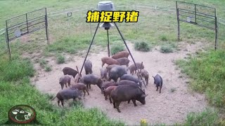 荒野獵人，農場野豬氾濫，獵人利用鐵籠成功捕獲五頭野豬!#肉食猎人