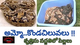 అమ్మో..కొండచిలువలు !! || Pythons