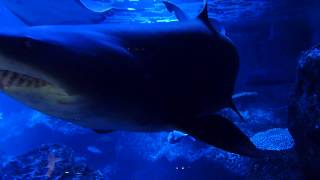 シロワニ　すみだ水族館で遭遇