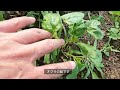 【自然菜園vlog 8】ムタイの週末里山暮らし 新たな畑で自然菜園！