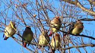 ヒレンジャク_4_Japanese waxwing