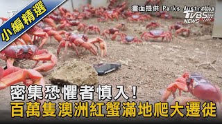 圖文故事／密集恐懼者慎入! 百萬隻澳洲紅蟹滿地爬大遷徙｜TVBS新聞