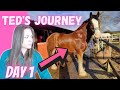 The start of Ted the clydesdale's journey! Day 1 / Lady Ranger Vlogs