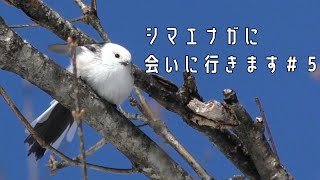 シマエナガに会いに行きました#５　Long-tailed Tit