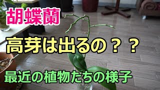 【胡蝶蘭】高芽は出るのかな？