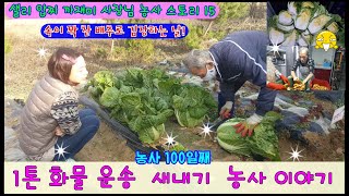 1톤 화물 운송 농사 새내기 이야기 - 샐리 압찌 까재미 사장님의 농사 스토리 15편 샐리네 김장했어요~