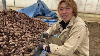 春の里芋調整作業