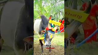 R15 வெடி காளை அனல் பறக்கும் ஆட்டம்  |#jallikattu #shortsfeed#viralshorts#trendingshorts#cow#bull