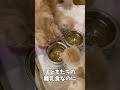 初めての離乳食を食べる赤ちゃん子猫たちの様子がこちら【ミヌエット】 shorts