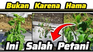 ♻️ Keriting Kuning Daun Cabai Bukan Saja Karena Hama Kutu Kebul, Tungau, Kutu Trips Tapi Ulah Petani