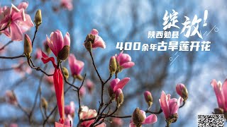 🔴全球唯一的一株400多年的古旱蓮，🌺在孕育近十個月後盛開。陝西勉縣400多年的【古旱蓮】開花綻放了！🌺武侯祠院內游人如織，爭相觀看這世間罕見的古樹。滿樹蓮花紅白相間與武侯祠內的古建築交相輝映。