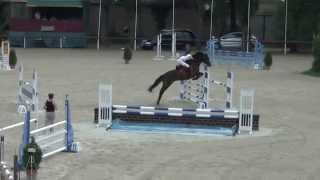 SOLD - Csikoshorses Escudar  Winner Round