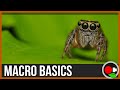 An Intro to Macro Filmmaking: Macro Basics