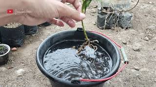 Cara Perbanyak Lohansung Untuk Bahan Bonsai dengan Stek Batang Sungkup