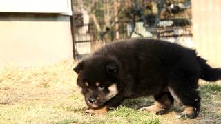 柴犬子犬黒柴雌ID:1458　2012.01.16生まれ　2012.02.19撮影 柴犬.net  shiba inu