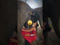 لماذا تجمع هذة الفتاة فضلات الفيل 🐘 🤢💩؟