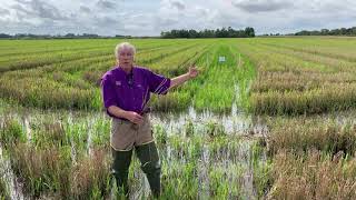 Does the Ratoon Rice Crop Influence Food Supply for Crawfish Production?