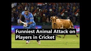 Funny Killing Moments with Animals In Cricket Match 2018  क्रिकेट मैच में पशु के साथ मजेदार क्षण