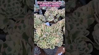 꽃처럼 예쁜 마이바흐 에오니옴 보셨나요? #다육이를부탁해 #나훈아 #삶 #다육이 #succulent