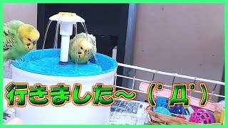 今更ながらフラワーファウンテン🤭初めての水浴び　子供たちは上手にできたのでしょうか？🤔😄