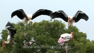 Spectacular painted storks