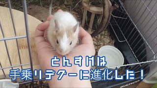 とんすけは手乗りデグーに進化した！【6/1デグーの日記】