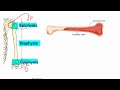 structure of bone class 12 biology chapter 16 federal board and kpk board biology