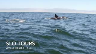 Orca's in Avila Beach, CA 5-20-2017 SLO.TOURS