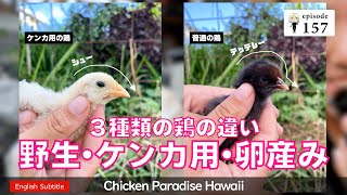 Differences among three types of hens: wild, fighting, and egg-laying EP157