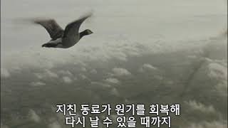 기러기 리더십