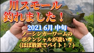 川スモールマウスバス釣りカバースキャット炸裂！(ノーシンカーワーム食わず嫌い克服)