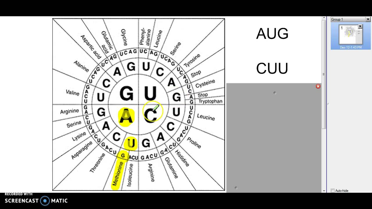 Amino Acid Codon Table Pdf Cabinets Matttroy