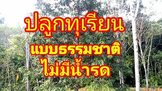 ปลูกต้นทุเรียนแบบอาศัยธรรมชาติ#ไม่มีน้ำรดต้นทุเรียนก็ปลูกได้