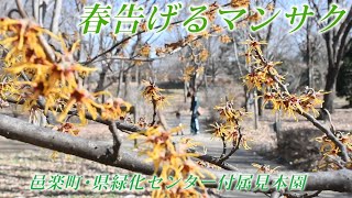 春告げるマンサク　邑楽町・群馬県緑化センター付属見本園