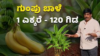 ಗುಂಪು ಬಾಳೆ - 10 ರಿಂದ 15 ವರ್ಷಗಳ ಕಾಲ ನಿರಂತರ ಇಳುವರಿ ಪಡೆಯಬಹುದು - Part 1