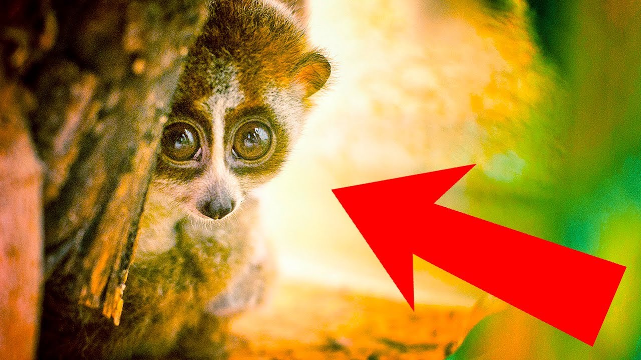 From Fluffy To Deadly - The Most Cute Animals But Deadly You Never Knew ...