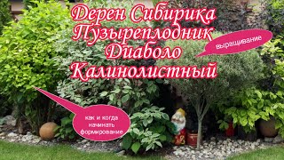 Дерен Сибирика, пузыреплодник  Диаболо,пузыреплодник  калинолистный Ангел. КАК НАЧИНАТЬ ФОРМИРОВАТЬ