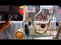 masked lovebird　ボタンインコ　don 　 17.9.18 3