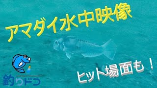 【水中撮影】アマダイ水中映像！ヒット場面あり